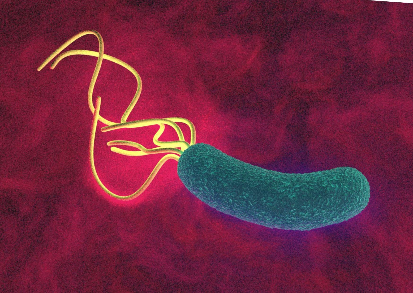 Helicobacter pylori – zakażenie, objawy, leczenie