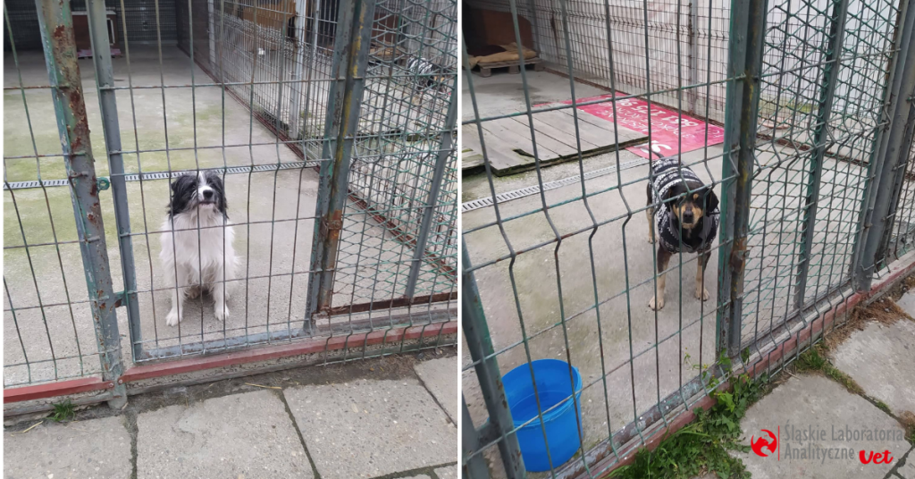 Schronisko dla zwierząt w Raciborzu