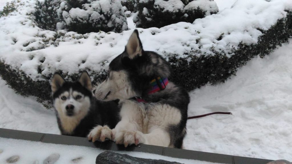 Stowarzyszenie Pomocy Zwierzętom SOS HUSKY