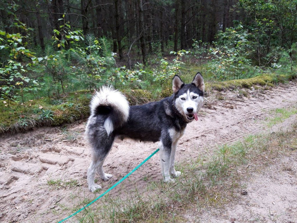 Stowarzyszenie Pomocy Zwierzętom SOS HUSKY