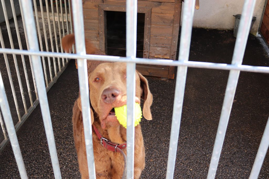 pomagamy_vet2 Schronisko dla Bezdomnych Zwierząt z Sosnowca