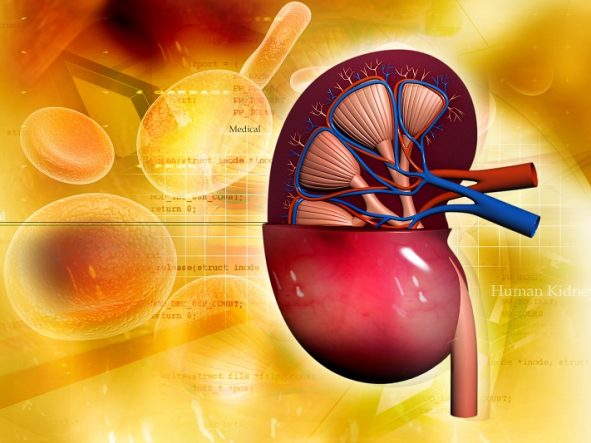 Badania nerek – sprawdź jakie badania wykonać