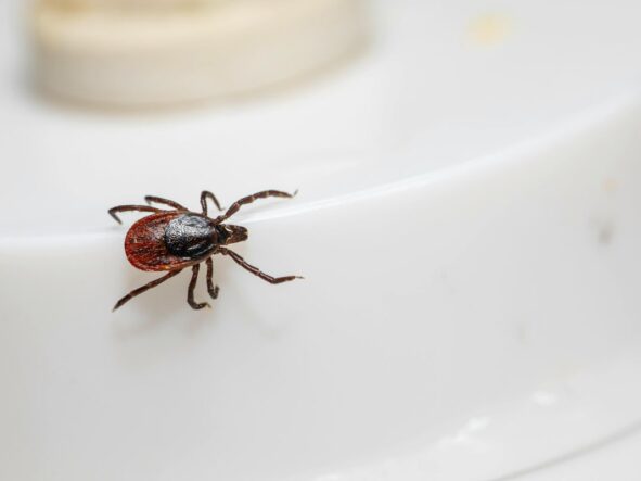 Borelioza – badania