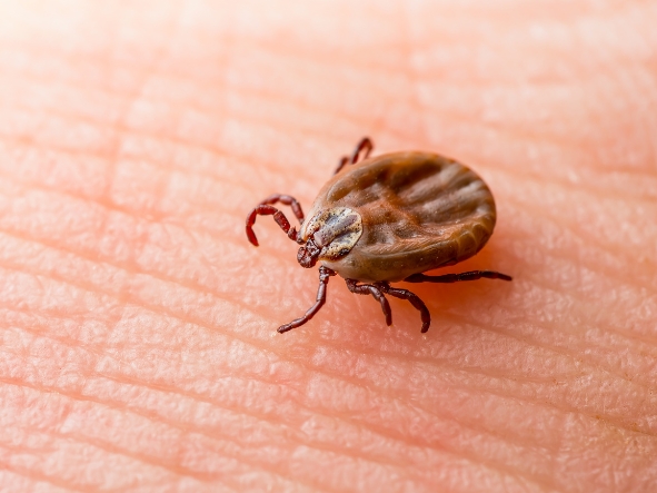 Badania na boreliozę