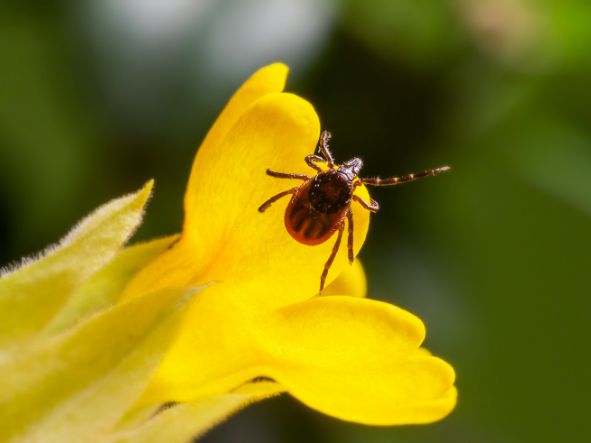 Borelioza – test potwierdzenia Western-Blot