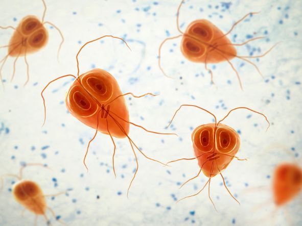 Lamblia- badanie z surowicy