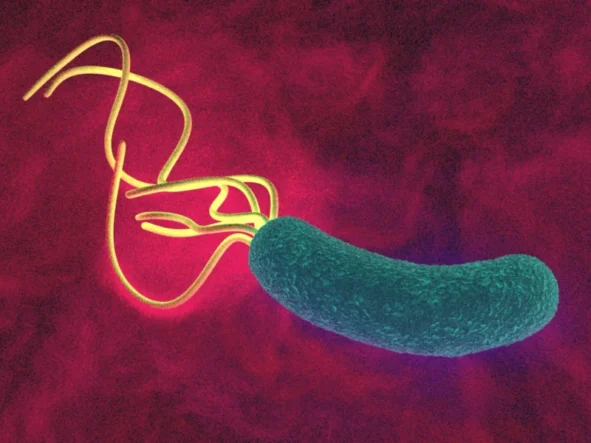 Helicobacter pylori – zakażenie, objawy, leczenie