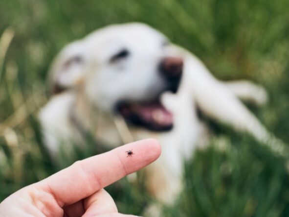 Diagnostyka boreliozy – pakiet przesiewowy