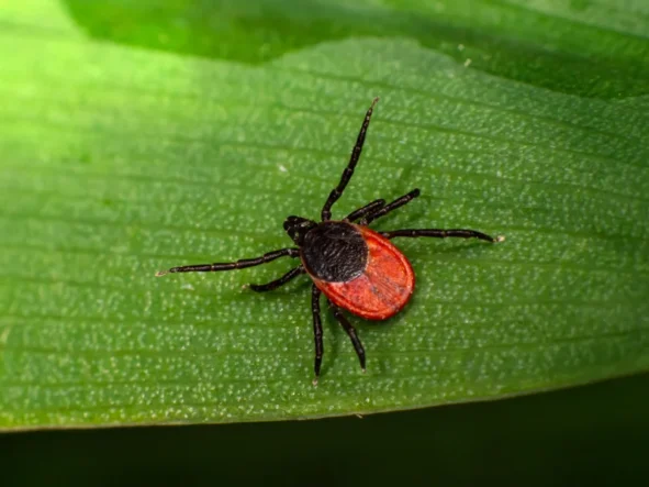 Choroby zakaźne przenoszone przez kleszcze