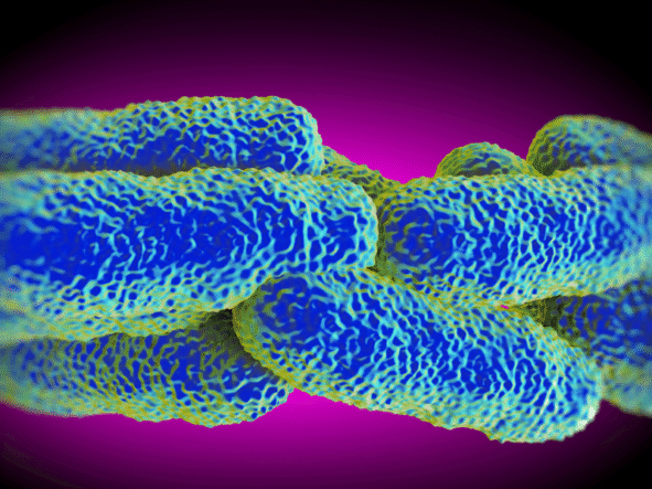 Co to jest Legionella pneumophila – przyczyny, objawy i leczenie